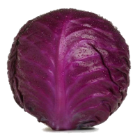 Kifaru F1 cabbage variety from Royal Seed 