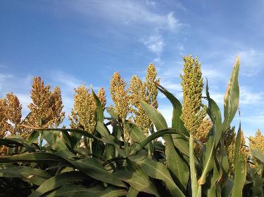 Sorghum Sw30003 Variety from Royal Seed