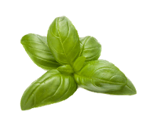 Sweet Basil CN GB 50003 F1 Herb Variety from Royal Seed